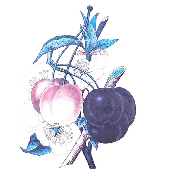 Botanical Lithograph Print Framed in Shadowbox Deep Walnut Solid Wood Frame - Picture 4 of 8